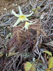 Erythronium citrinum, photograph (c) Dee Shea Himes, some rights reserved (CC BY)
