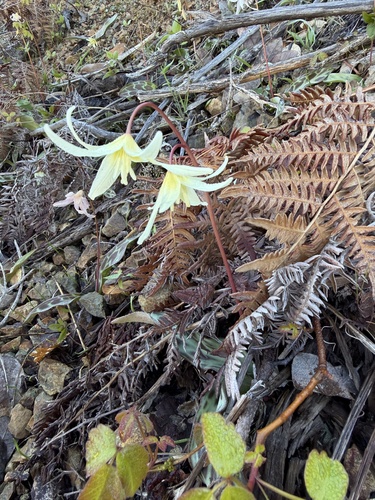 Erythronium citrinum, photograph 5