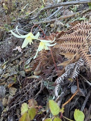 Erythronium citrinum, photograph (c) Dee Shea Himes, some rights reserved (CC BY)