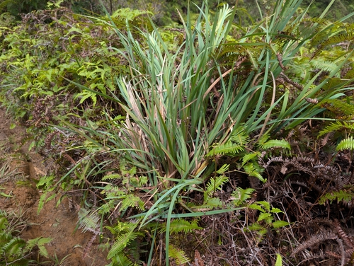 ʻAhaniu (Machaerina mariscoides)
