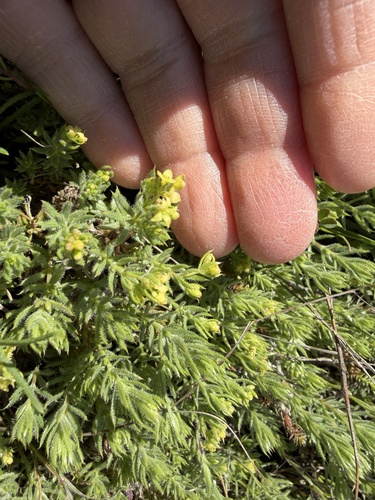 Siskiyou bedstraw (Galium ambiguum)