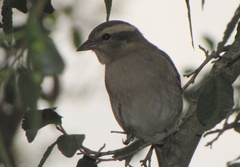 Gymnoris superciliaris