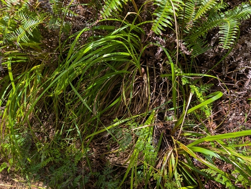 Oahu Sedge (Carex wahuensis)
