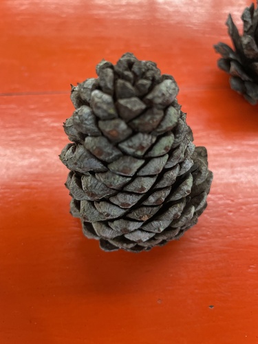 Pinus teocote, 2026-04-03