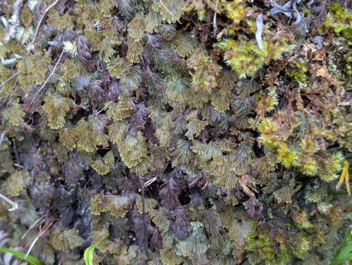 Hymenophyllum obtusum observed 2026-04-03