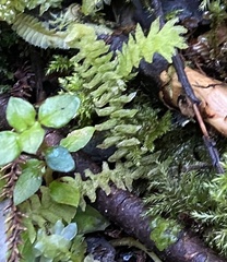 Cyathophorum bulbosum