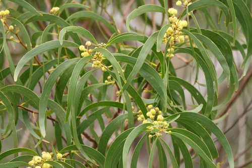 Koa (Acacia koa)
