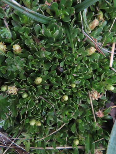 Baccharis caespitosa, photograph 6