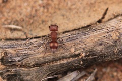 Pseudomethoca athamas