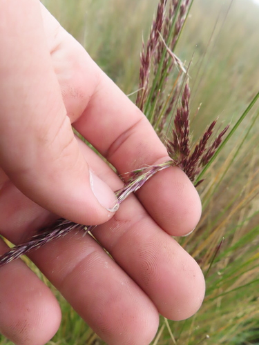 peruvian feather grass (Jarava ichu)