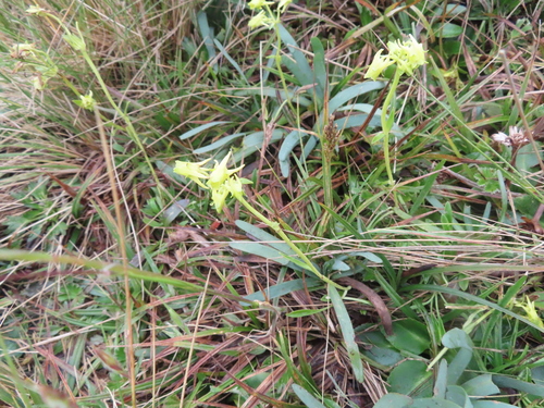 deer's antlers (Halenia weddelliana)