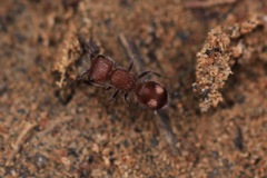 Pseudomethoca athamas