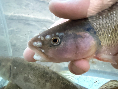 Creek Chub