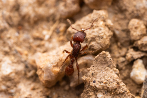 Pogonomyrmex imberbiculus