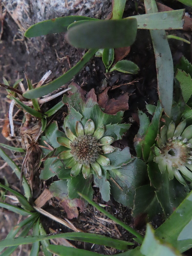 Yerba gorda (Eryngium humile)