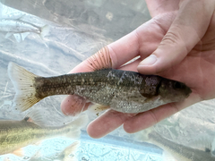 Tonguetied Minnow photo 2