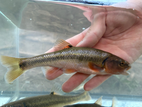 Creek Chub, photo 5 of 10