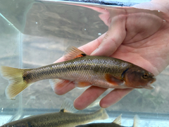 Creek Chub photo 5