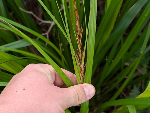 Uki (Gahnia beecheyi)