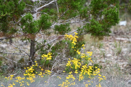 Damianita (Chrysactinia mexicana)