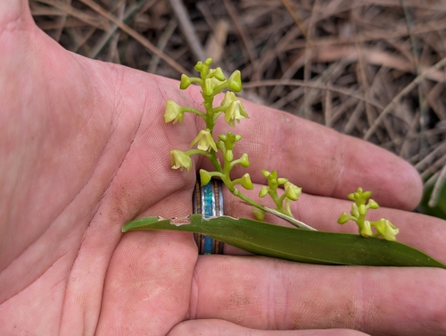 yellow helmet orchid (Polystachya concreta)