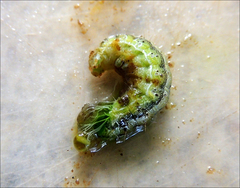 Helicoverpa armigera conferta