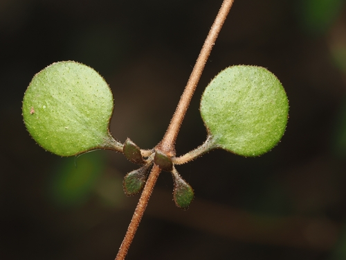 Mikimiki (Coprosma crassifolia)