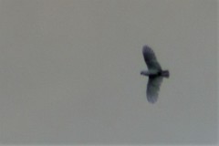 Cacatua galerita galerita