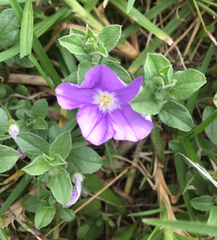 Convolvulus sabatius