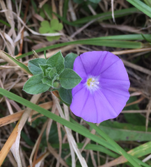 Convolvulus sabatius