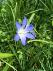 Scilla forbesii