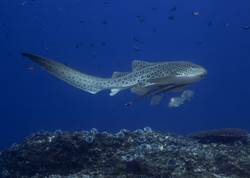 Echeneis naucrates