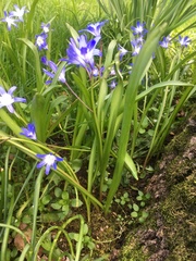 Scilla forbesii