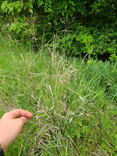 Kleingrass (Panicum coloratum)