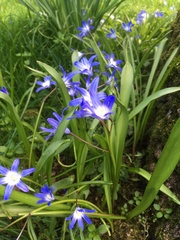 Scilla forbesii