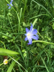 Scilla forbesii
