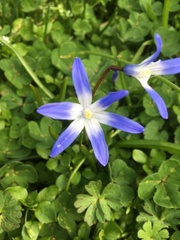 Scilla forbesii