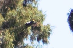 Cyanoramphus auriceps