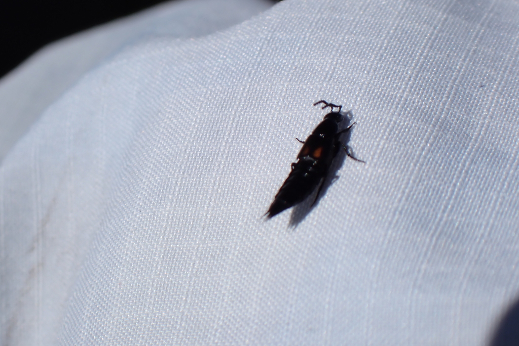 Rove beetle