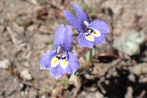 harlequin calicoflower (Downingia insignis)
