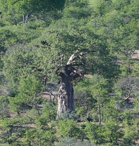 African Baobab (Adansonia digitata)