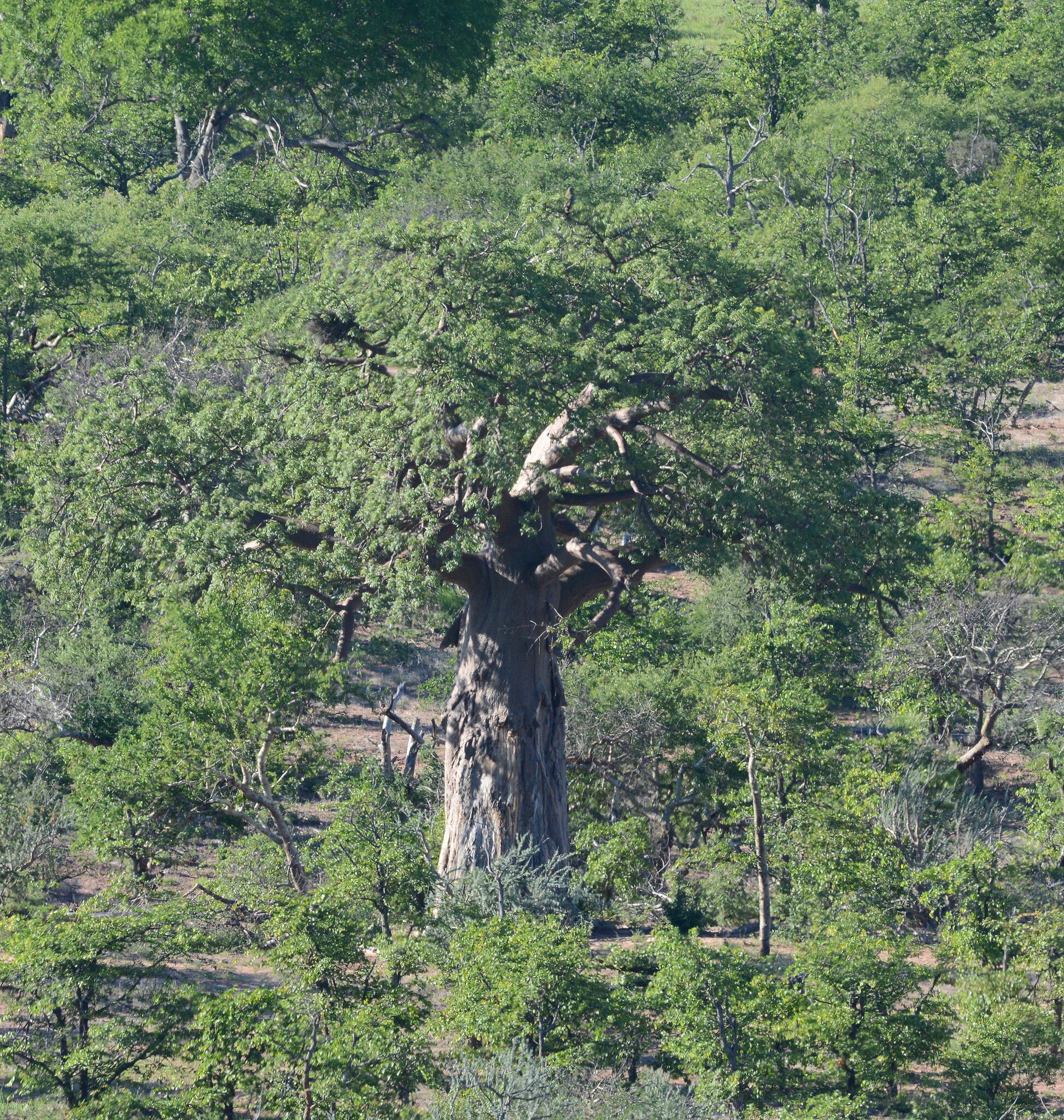 African Baobab (Adansonia digitata)