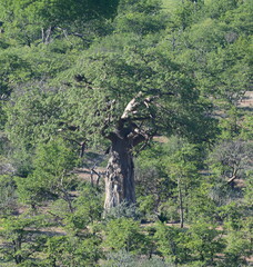 Baobab Africain (Adansonia digitata)