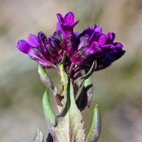 Elegant Rockcress (Boechera atrorubens)