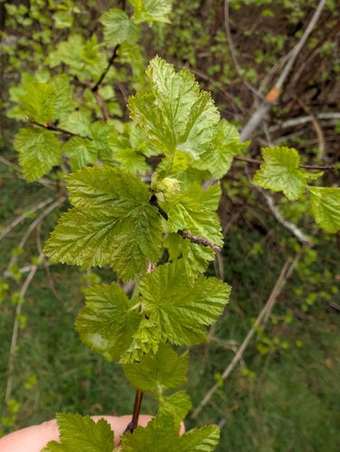Pacific ninebark (Physocarpus capitatus)