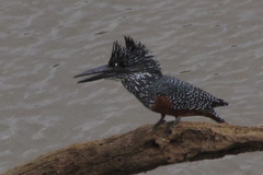 Megaceryle maxima maxima