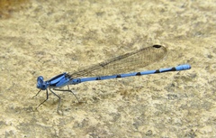 Argia lacrimans