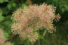 Aralia cordata sachalinensis
