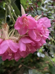 Dombeya wallichii