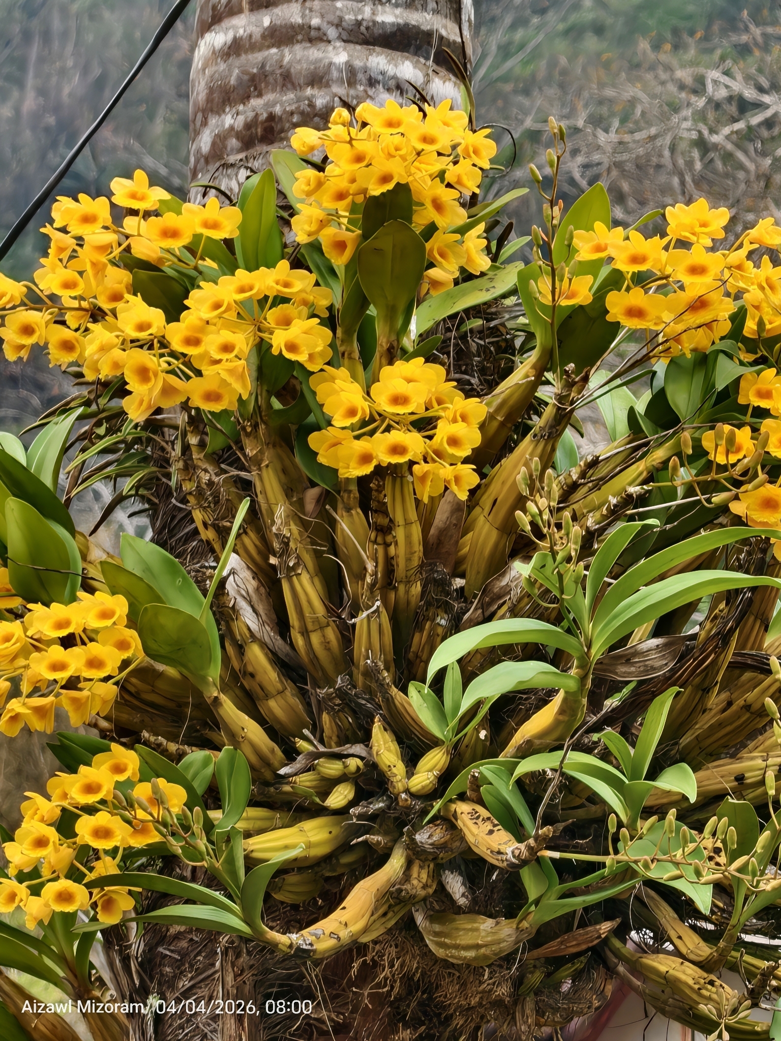 Imagem de Dendrobium-dourado